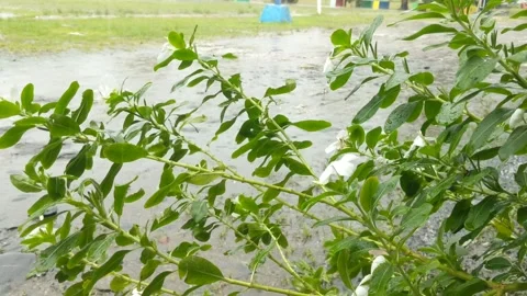 Tapak Dara flowers Stock Footage 282110040