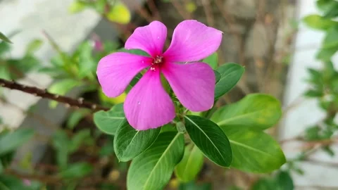 Tapak dara Video stock 236102722