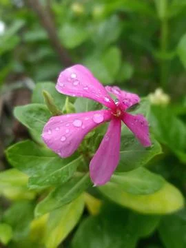 Tapak dara Stock Photos