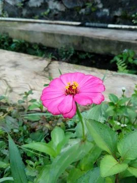 Tapak dara Stock Photos