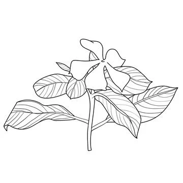 Tapak Darah Flower Vector - Bold and Exotic Design Stock Illustration