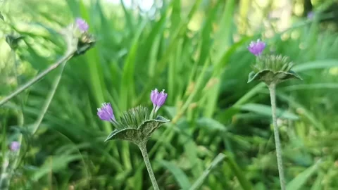 Tapakliman grass flower Stock Footage 234754187