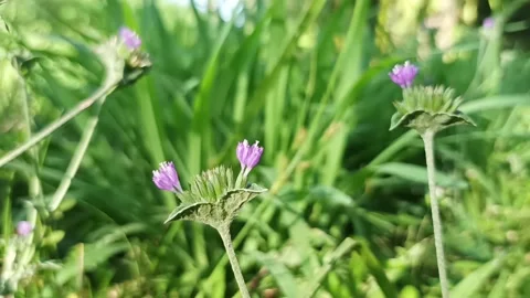 Tapaliman herb flower Stock Footage 234722067