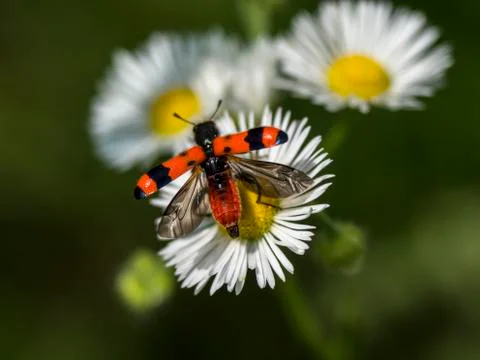 Tape beekeeper (Trichodes apiarius) in the oak forests of insects. Stock Photos