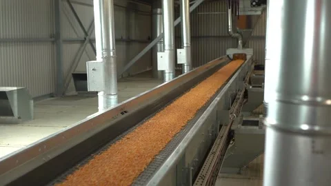 Tape conveyor brings tons of corn in plant after harvest HD footage Video stock 120386665