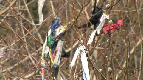 Tape on the willow Stock Footage 5090451