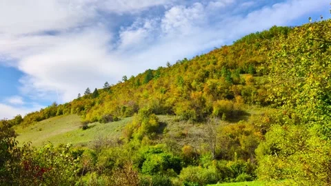 A Tapestry of Green Stock Footage 296614366