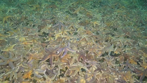 Tapestry of starfish Stock Footage 148038207