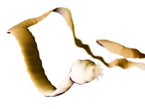 Tapeworm; artwork 스톡 일러스트