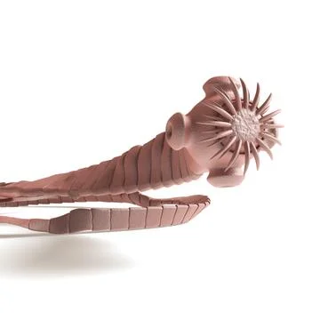 Tapeworm - Cestoda - front view 스톡 일러스트