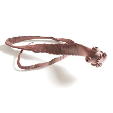 Tapeworm - Cestoda - side view Stock-Illustration