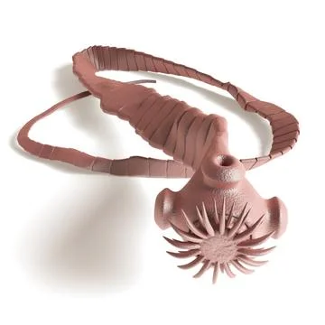 Tapeworm - Cestoda - top view Stock-Illustration