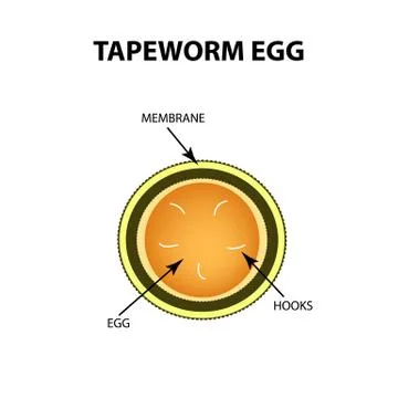 Tapeworm egg. Infographics. Vector illustration on isolated background. イラスト素材