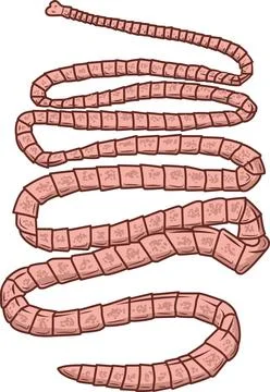 Tapeworm Stock Illustration