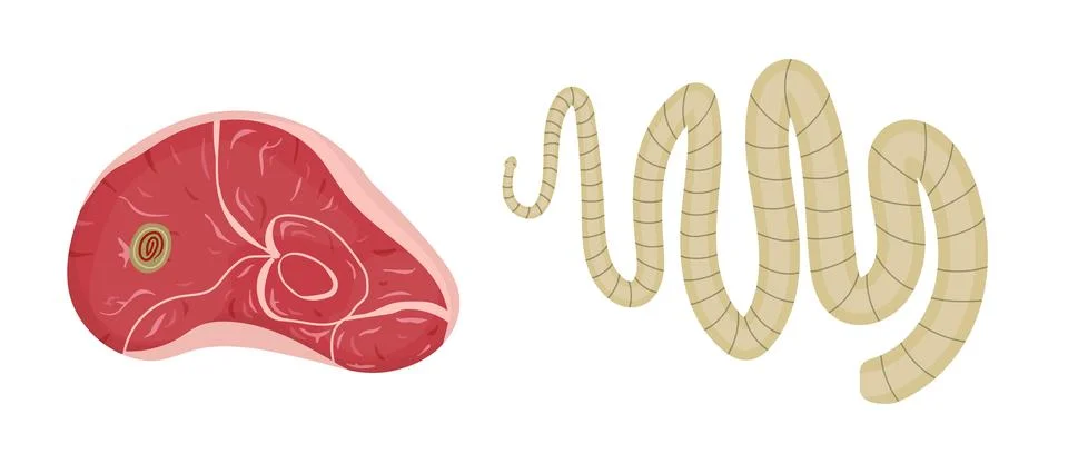 Tapeworm larva in raw meat causing parasitic infection Stock Illustration