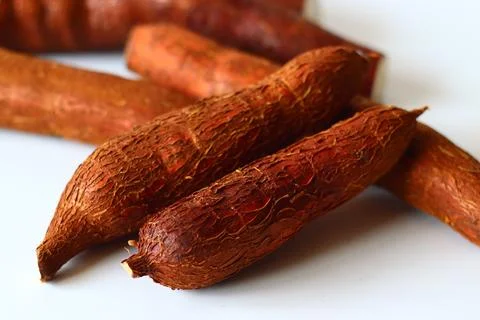 Tapioca also known as cassava roots or yuca or manioc, on a clean white backg Stock Photos