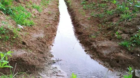 A TAPIOCA FARM FIELD ADJACENT TO A FLOWING  IRRIGATION CANAL, SUN SET SCENE Stock Footage 138638128