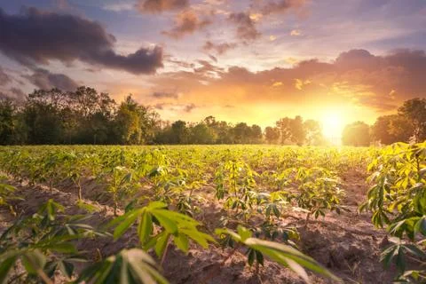 Tapioca farm, potato farm, tapioca plantation, agriculture background. Stock-Fotos