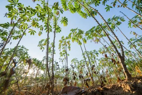 Tapioca farm, potato farm, tapioca plantation growth. farm, and agriculture v Stock Photos