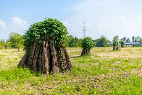 Tapioca fields. Grow cassava. preparing for Cassava field planting. Bunches o Foto stock