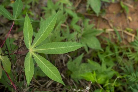 Tapioca leaf in focus Stock Photos