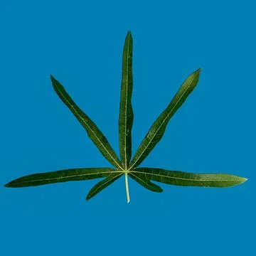 Tapioca Leaves Stock Photos