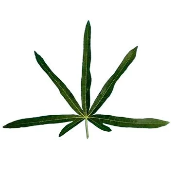 Tapioca Leaves Stock Photos