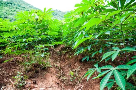 Tapioca Stock Photos