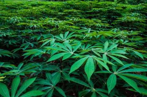 Tapioca Stock Photos