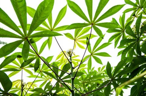 Tapioca Stock Photos