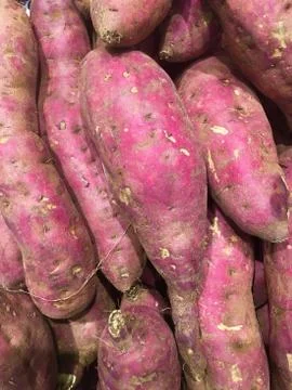 Tapioca Stock Photos