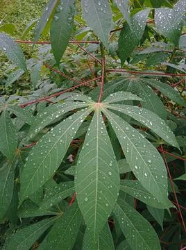 A tapioca plant after the rain Stock Photos