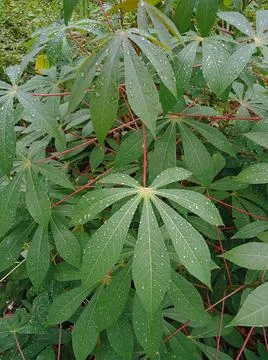 A tapioca plant after the rain Stock Photos