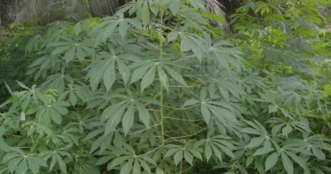 Tapioca Plant Stock Footage 166274620