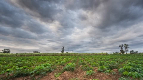 Tapioca-Plants video timelapse. Stock Footage 100208501
