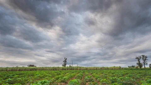 Tapioca-Plants video timelapse. Stock Footage 100208850