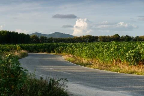 Tapioca road Stock Photos