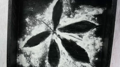 Tapioca starch is used to make background is a cassava leaf in a black wooden  Stock Footage 104605089