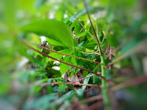 Tapioka plant with water drops Stock Photos