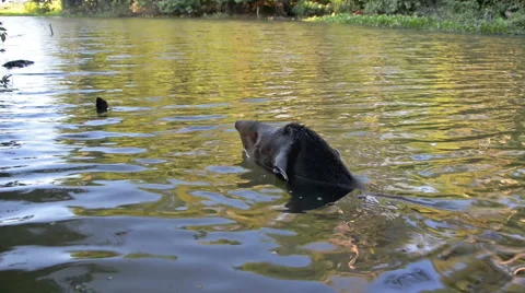 Tapir Appearing in Water Stock Footage 41873224