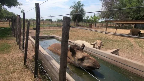 A Tapir is bathing 2k Video stock 156964011