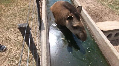 Tapir bathing in the pool 2k Video stock 156962113