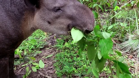 A tapir chews on vegetation in the forest. 库存影片 79391950