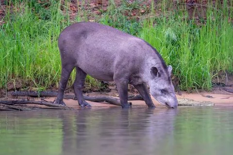 Tapir drinking from a river Foto stock