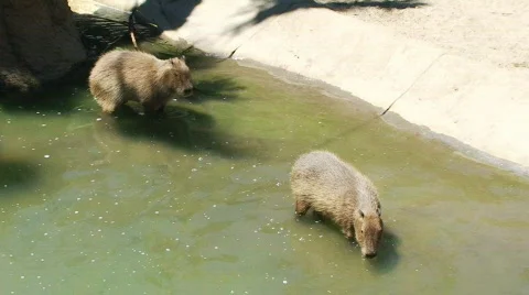 Tapir drinking water Stock Footage