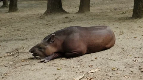 Tapir Stock Footage 137653393