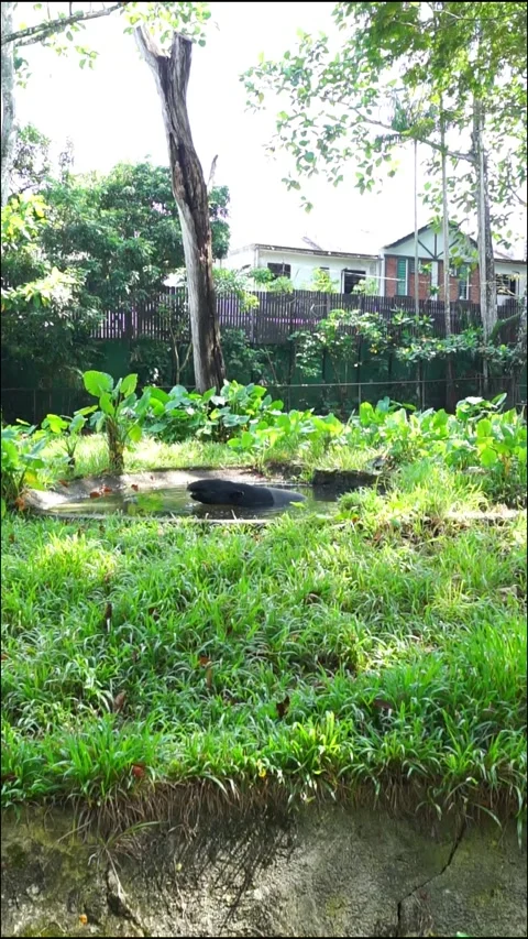 A tapir Stock Footage 317998718