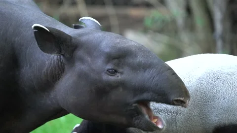 Tapir in the forest. Malayan tapir, Tapirus indicus, mother and young feeding in Stock Footage 164300028