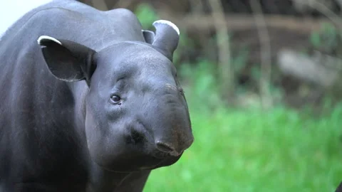 Tapir in the forest. Malayan tapir, Tapirus indicus, mother and young feeding in Stock Footage 164300230