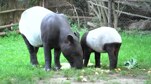 Tapir in the forest. Malayan tapir, Tapirus indicus, mother and young feeding in Vidéo 164300593